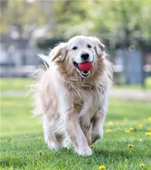 tuffRangerDog - pancitaspets.cl