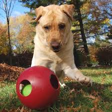 dog_Jolly Pets Teaser ball