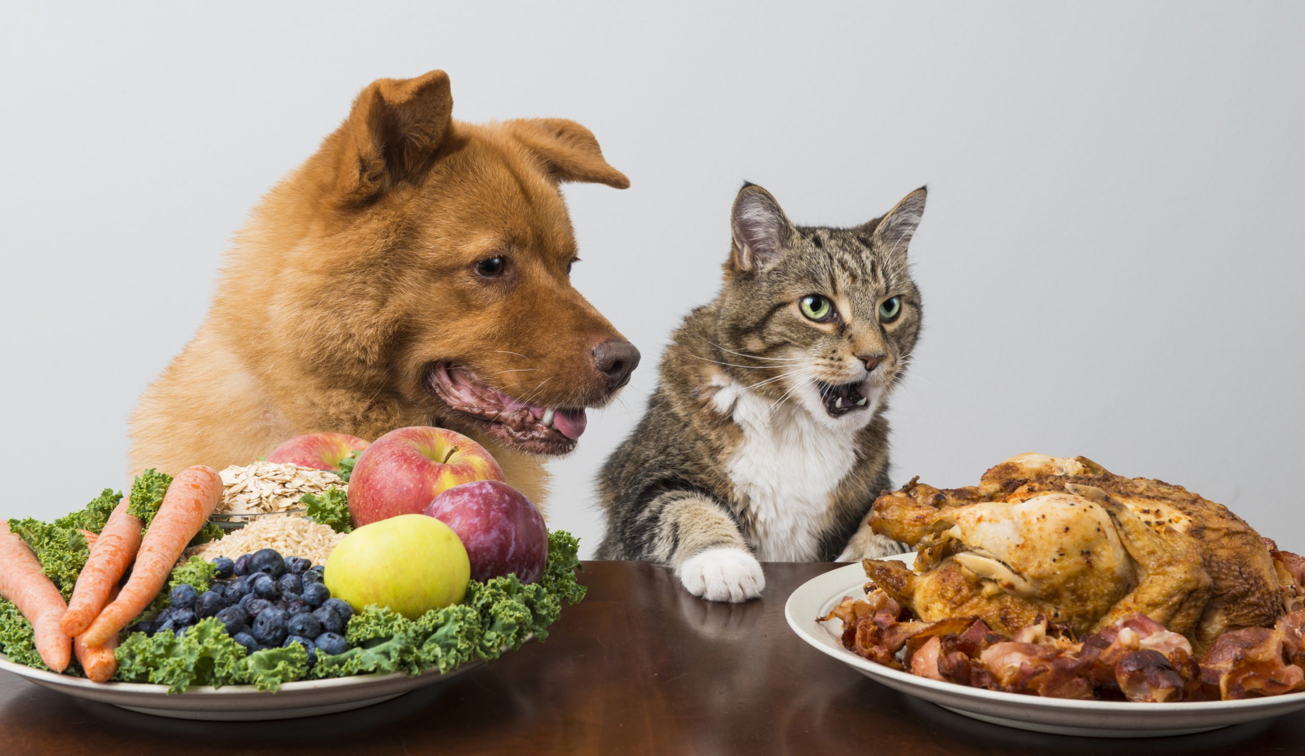 ¿Cómo elegir un buen alimento para mascota?