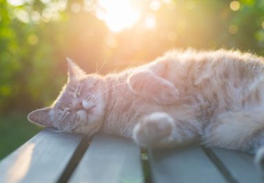 ¡Preparándonos para el Sol! Consejos para Proteger a tu Mascota del Calor