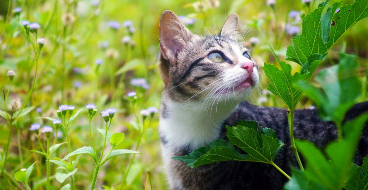 Alergias estacionales en mascotas: Definición, causas, síntomas y tratamiento