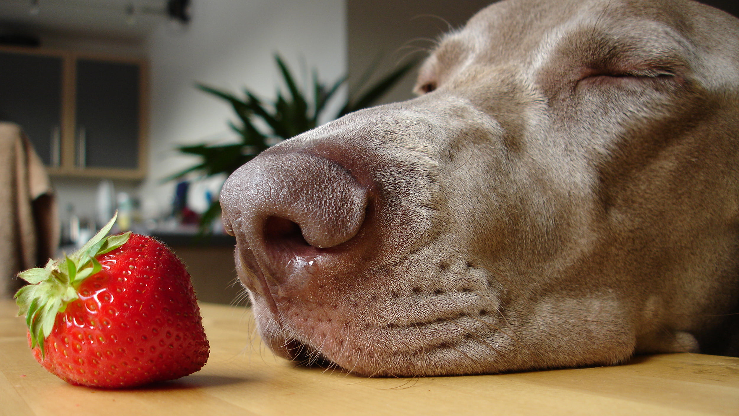 los perros pueden comer cascara de limon